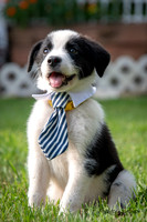 Pet Photography